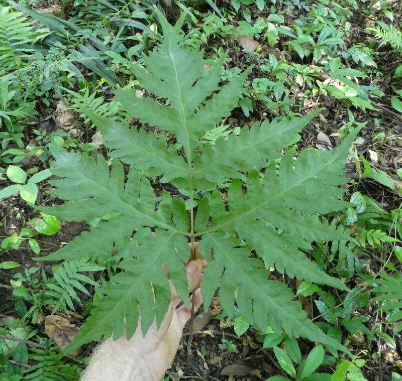 Tectaria angelicifolia photo 4