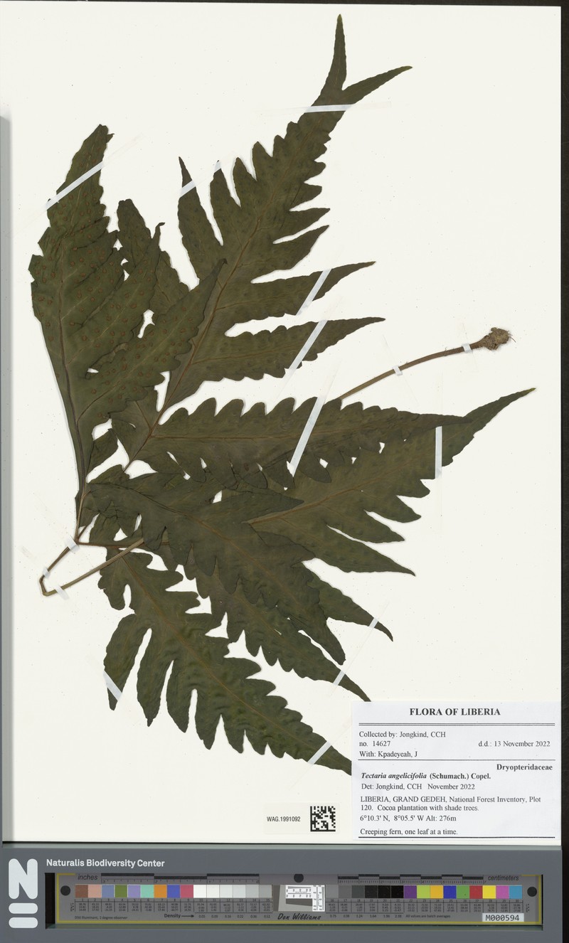 Tectaria angelicifolia photo 5