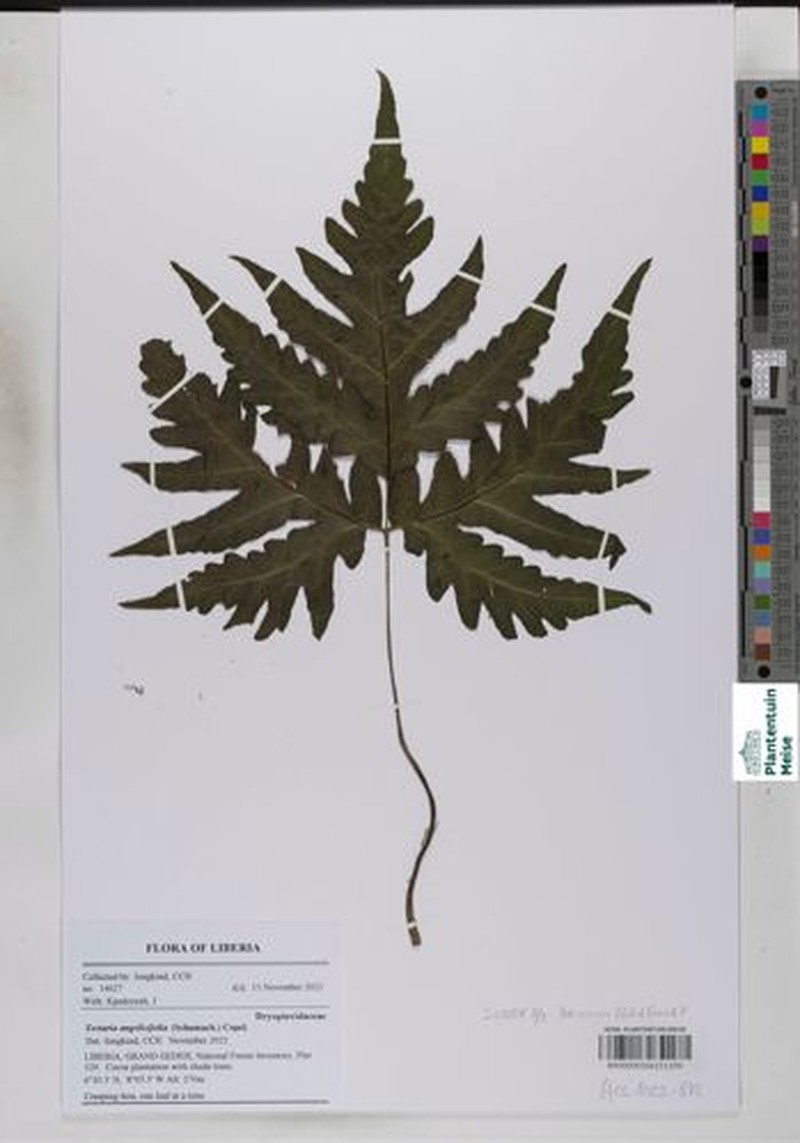 Tectaria angelicifolia photo 6