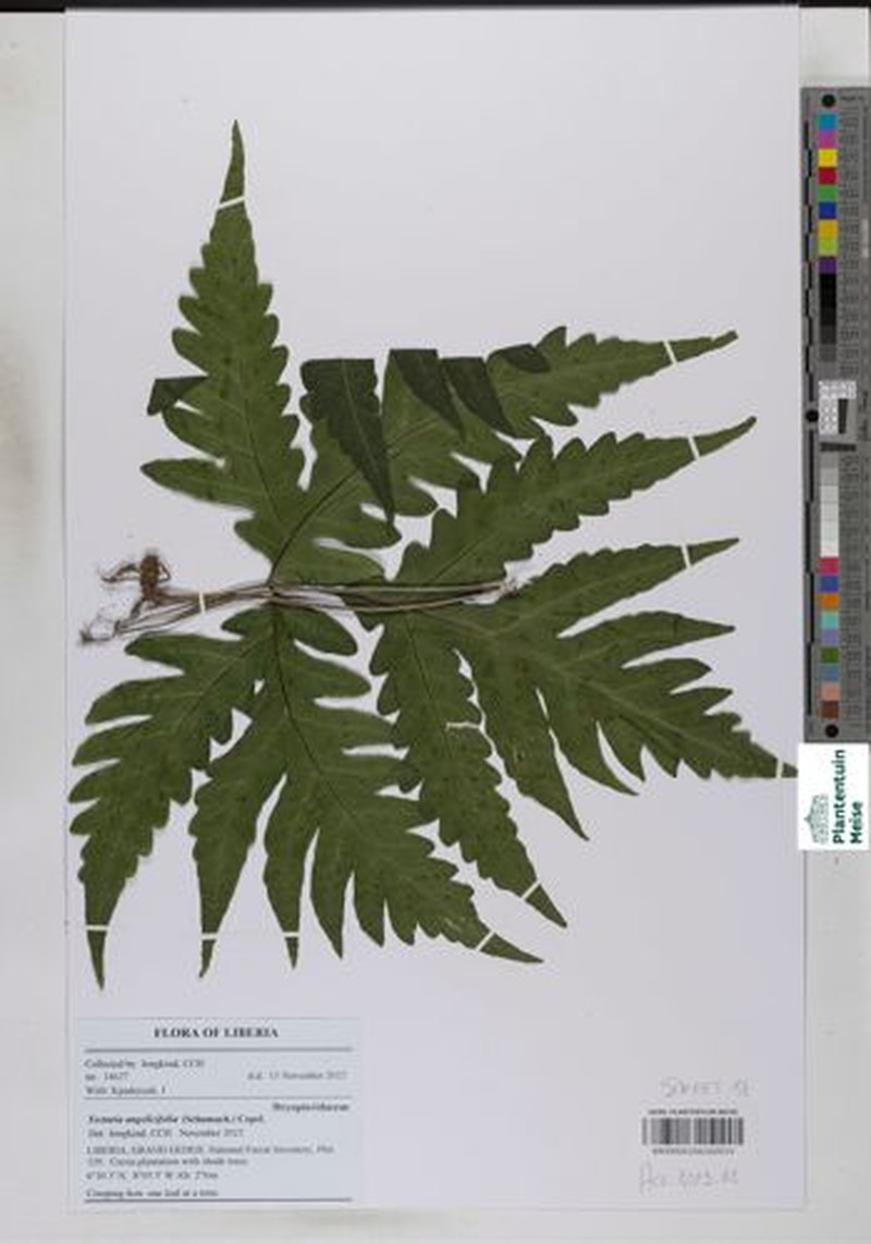 Tectaria angelicifolia photo 7