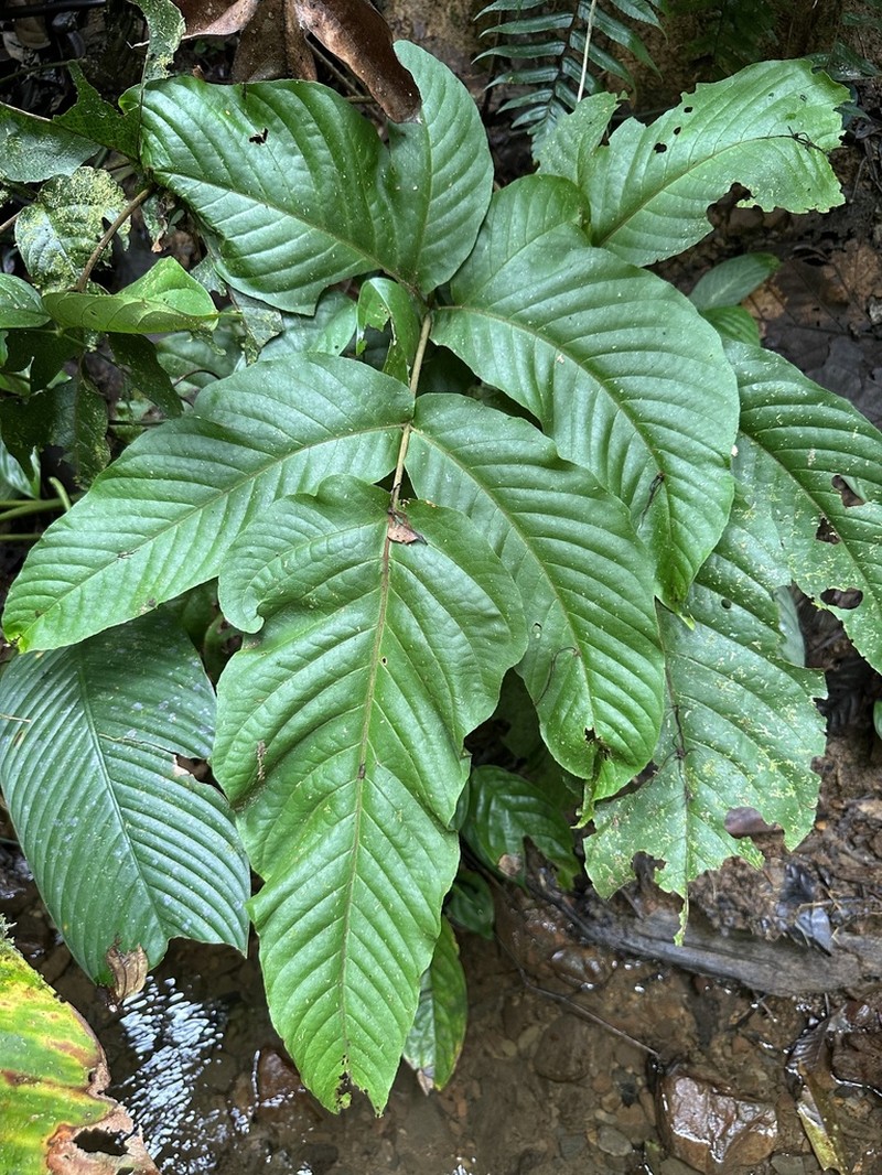 Tectaria angulata