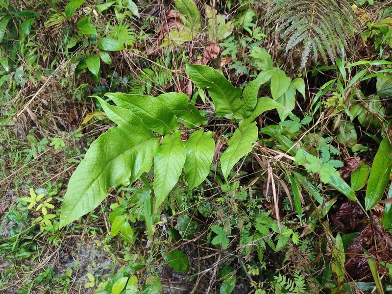 Tectaria angulata photo 2