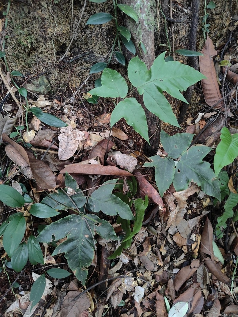 Tectaria angulata photo 3