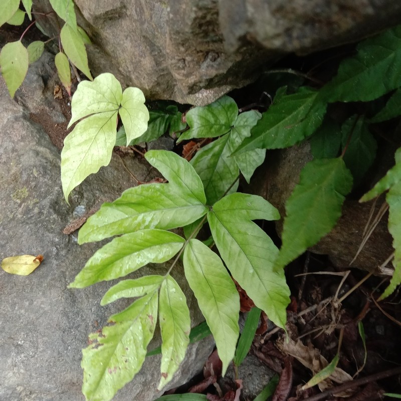 Tectaria angulata photo 5