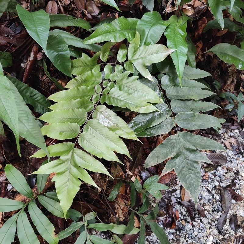 Tectaria angulata photo 6