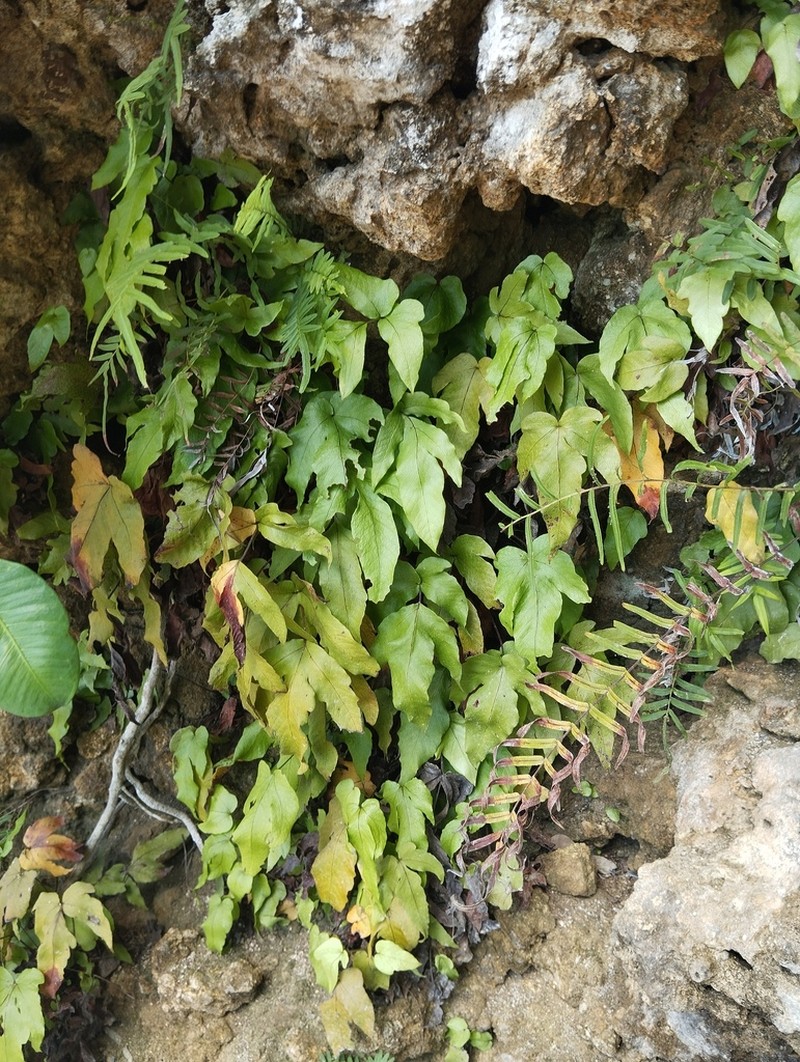 Tectaria angulata photo 8