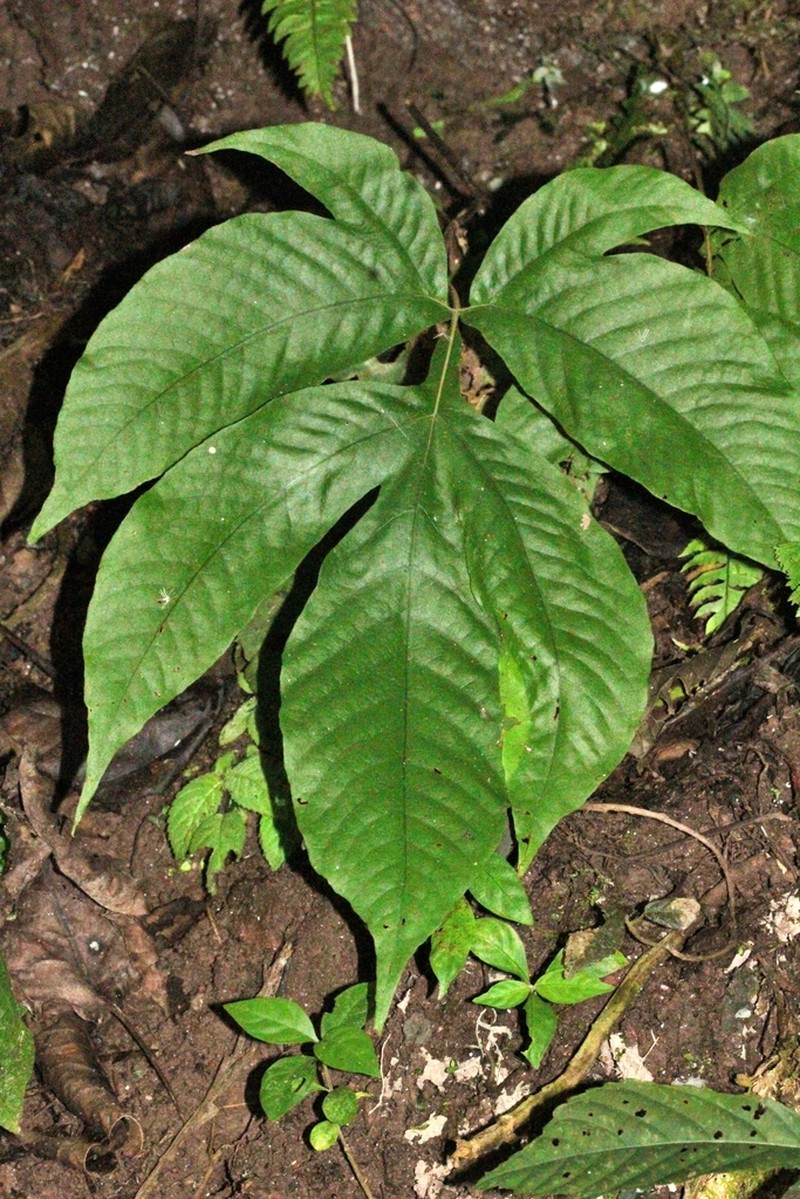 Tectaria antioquiana