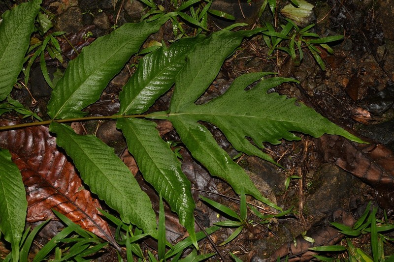 Tectaria antioquiana photo 3