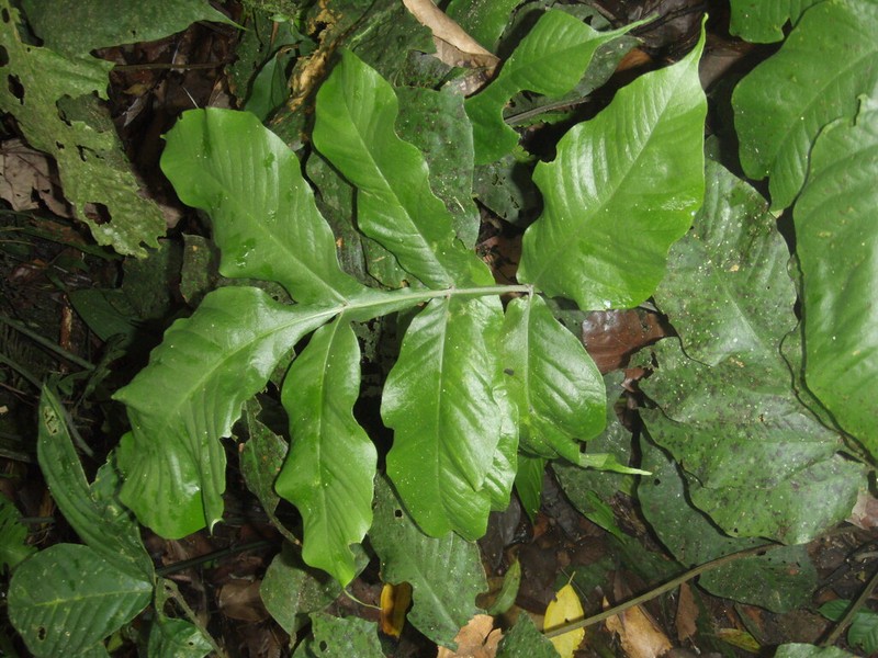 Tectaria antioquiana photo 4
