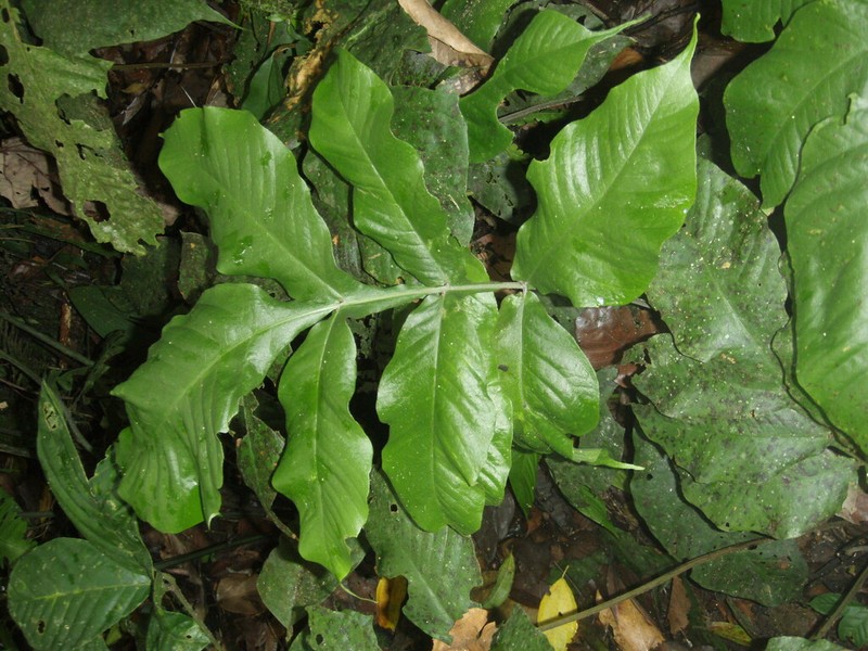 Tectaria antioquiana photo 5