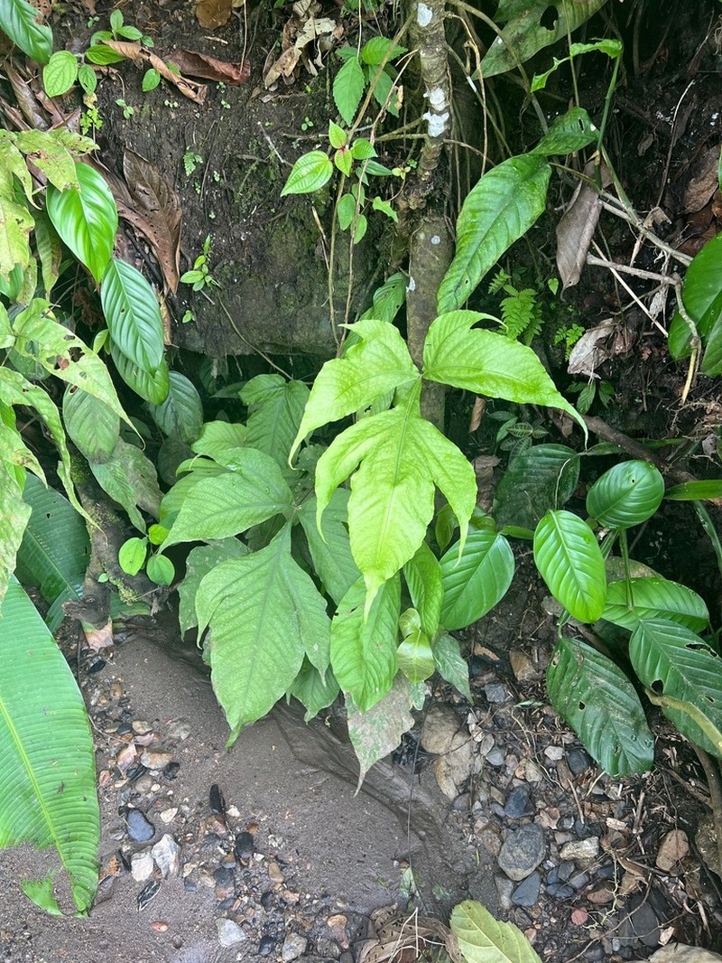 Tectaria antioquiana photo 6