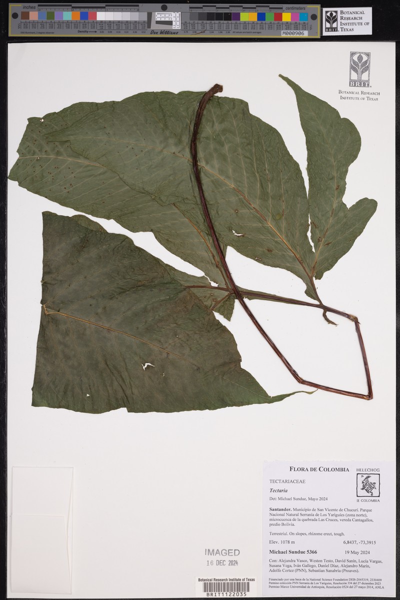 Tectaria antioquiana photo 8