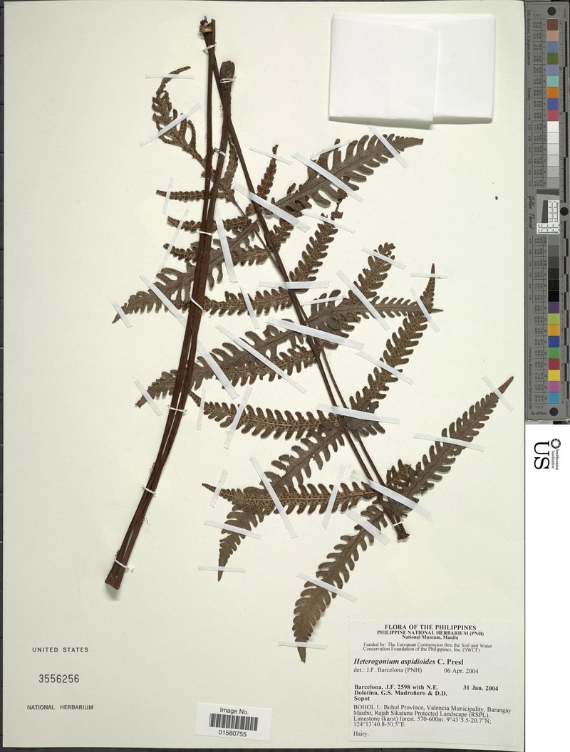 Tectaria aspidioides