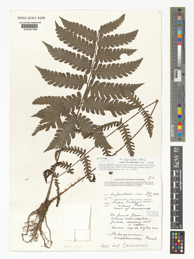 Tectaria aspidioides photo 2