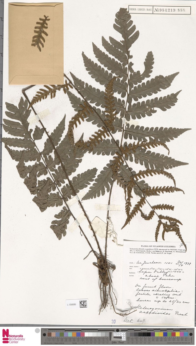 Tectaria aspidioides photo 3
