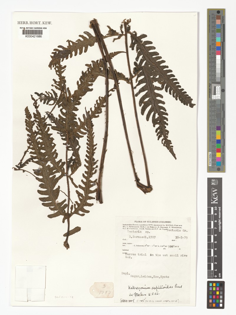 Tectaria aspidioides photo 4