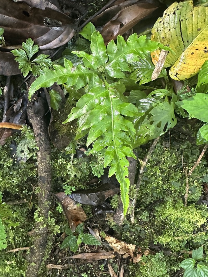 Tectaria athyrioides photo 3