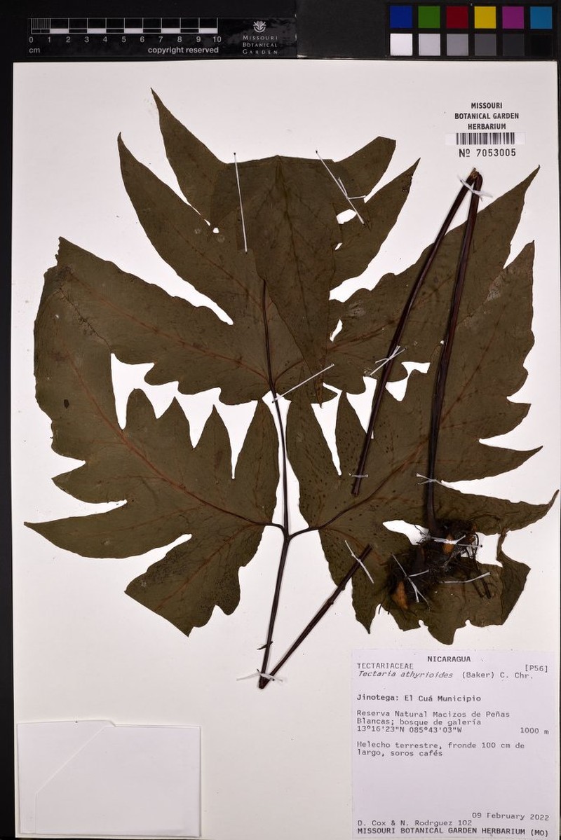 Tectaria athyrioides photo 4