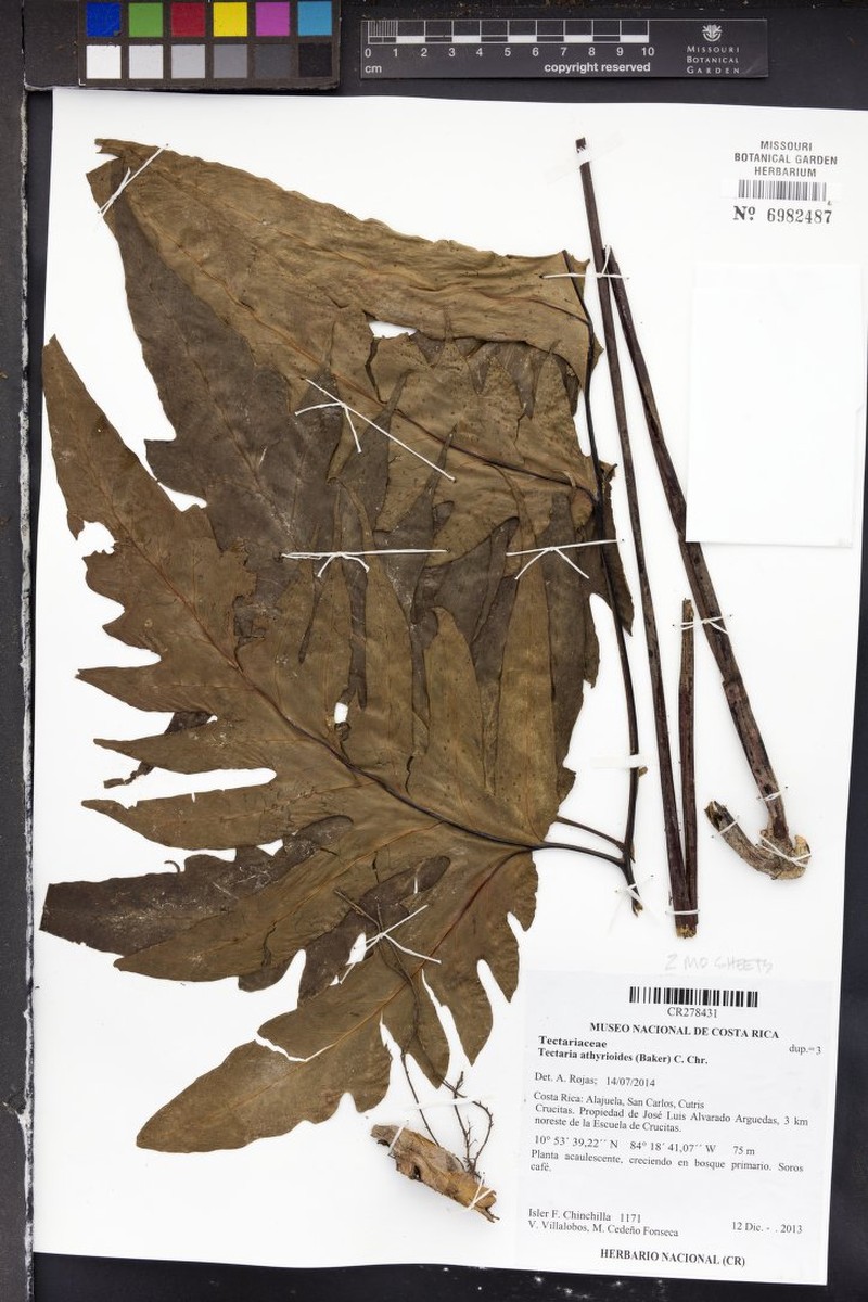 Tectaria athyrioides photo 5