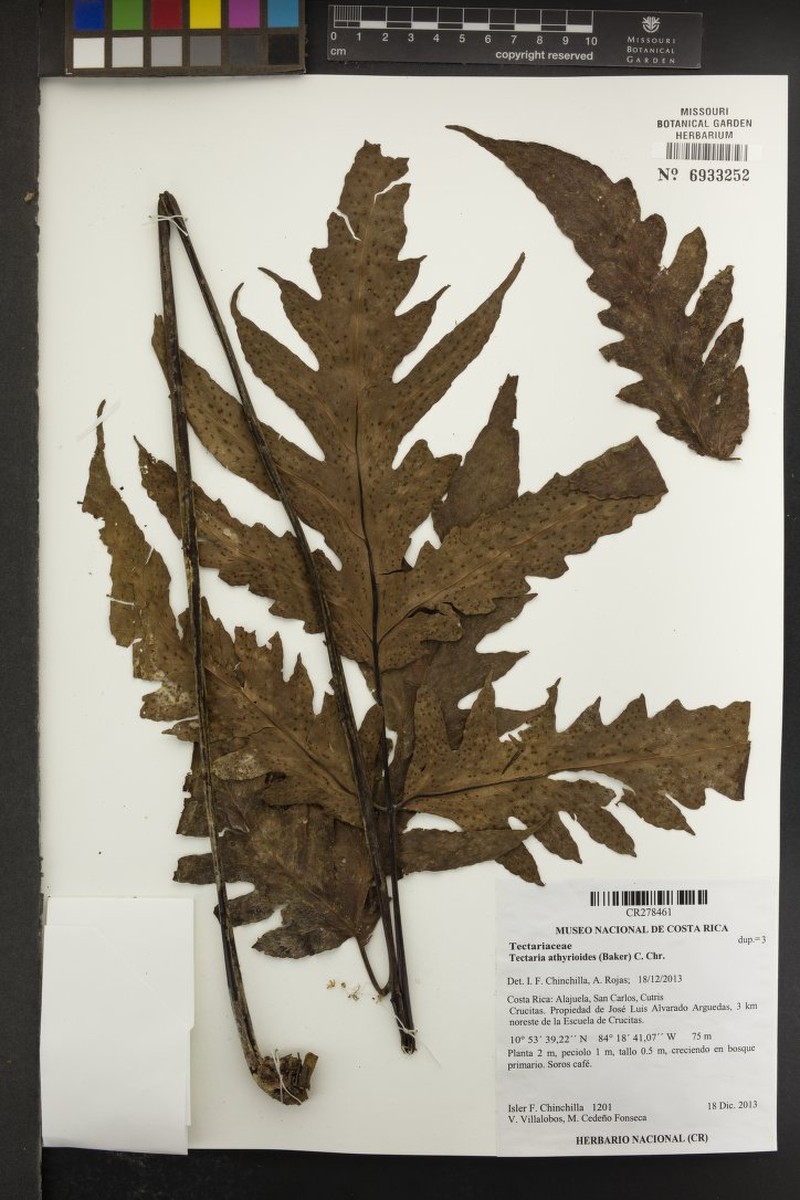 Tectaria athyrioides photo 6