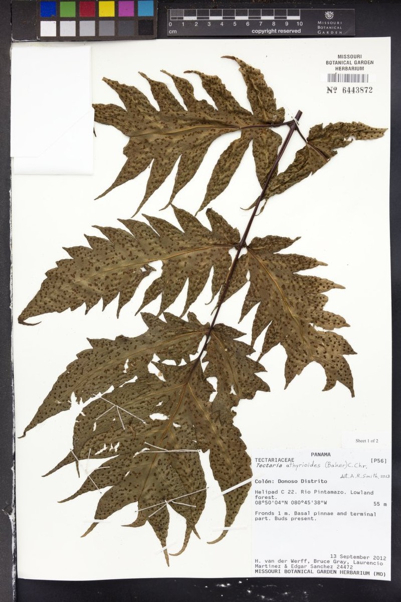 Tectaria athyrioides photo 7
