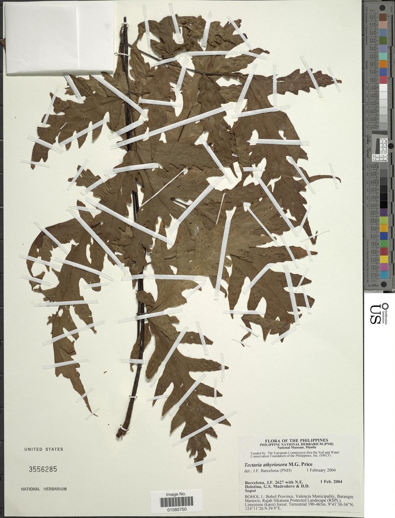 Tectaria athyriosora