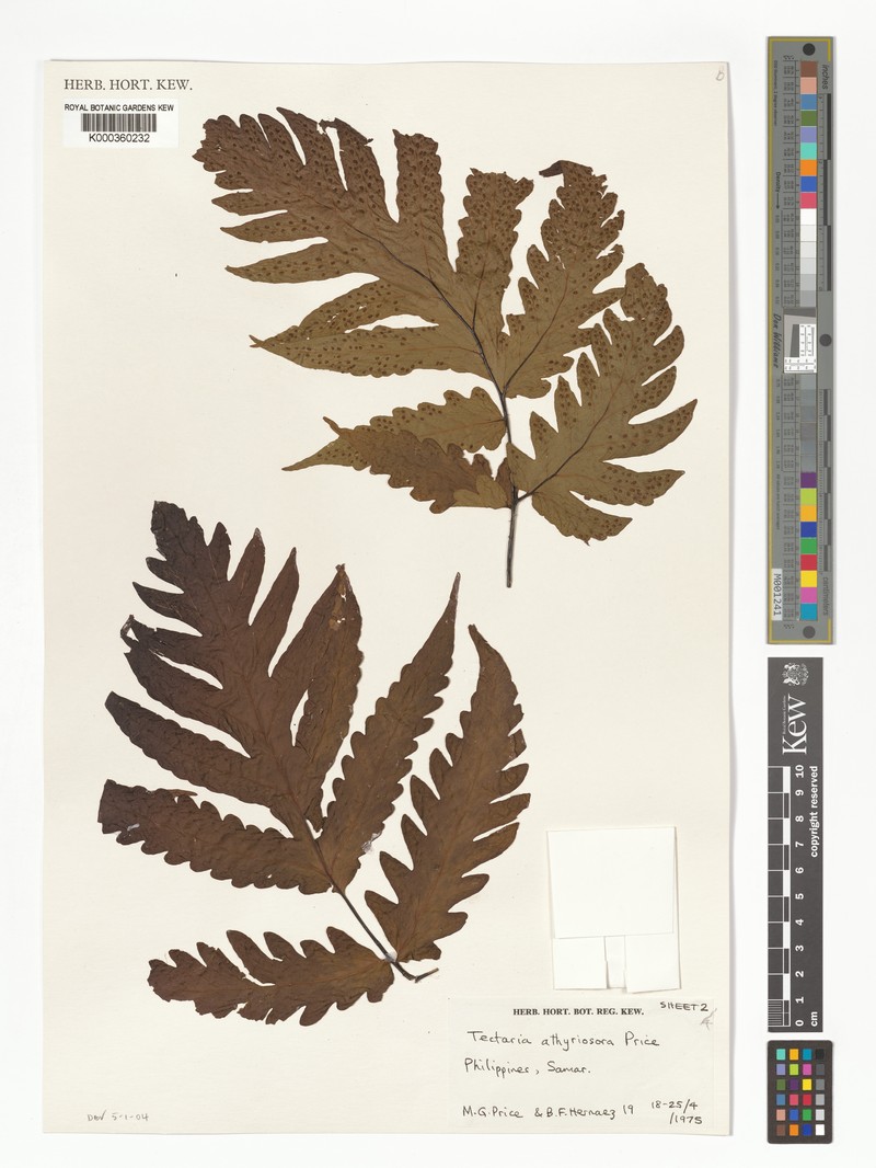 Tectaria athyriosora photo 2