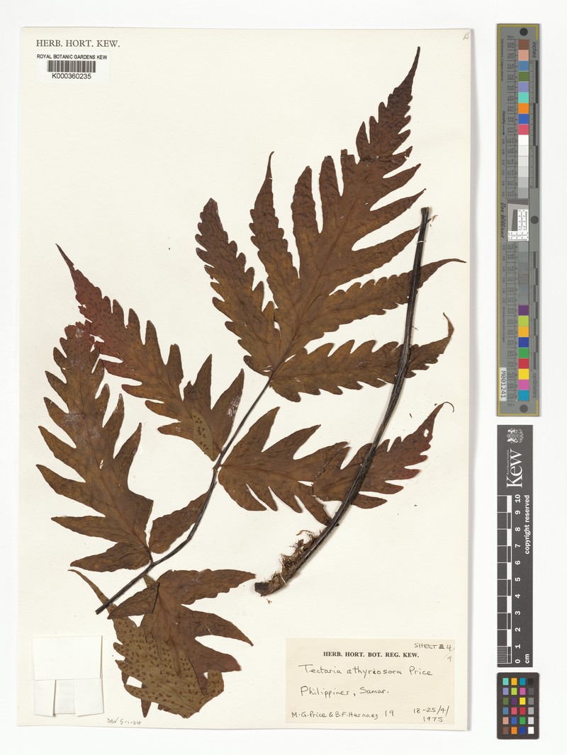 Tectaria athyriosora photo 3