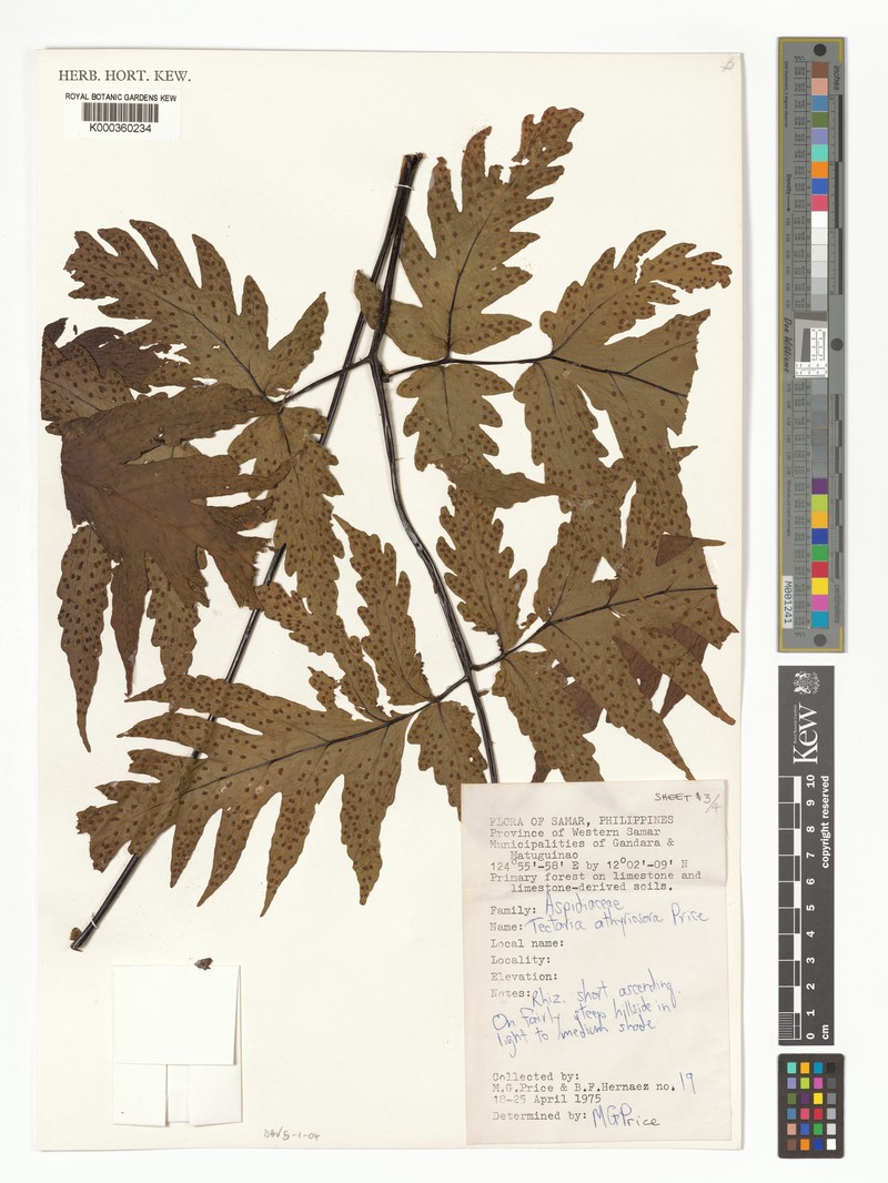 Tectaria athyriosora photo 4