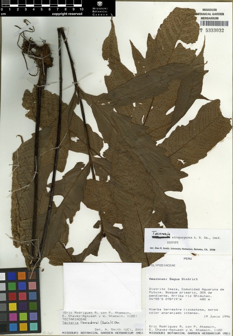 Tectaria atropurpurea