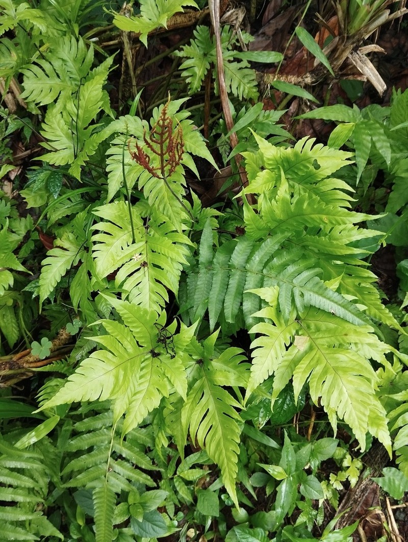 Tectaria aurita