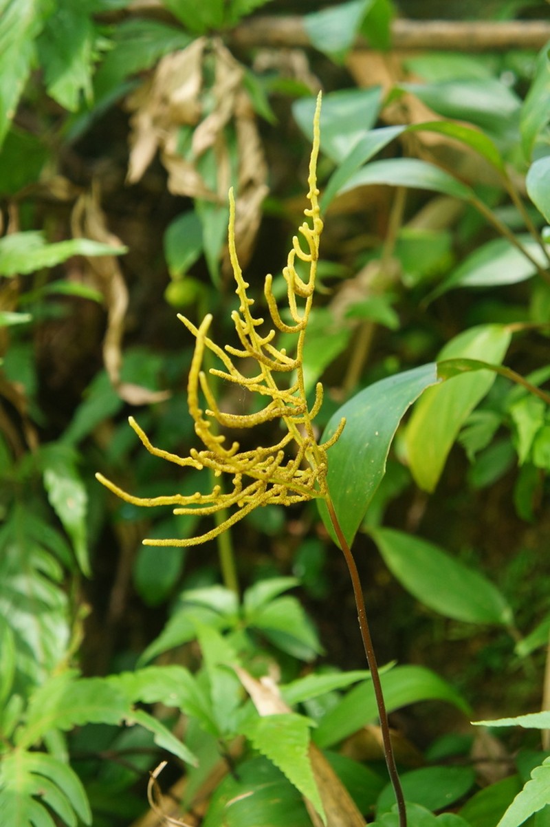 Tectaria aurita photo 2