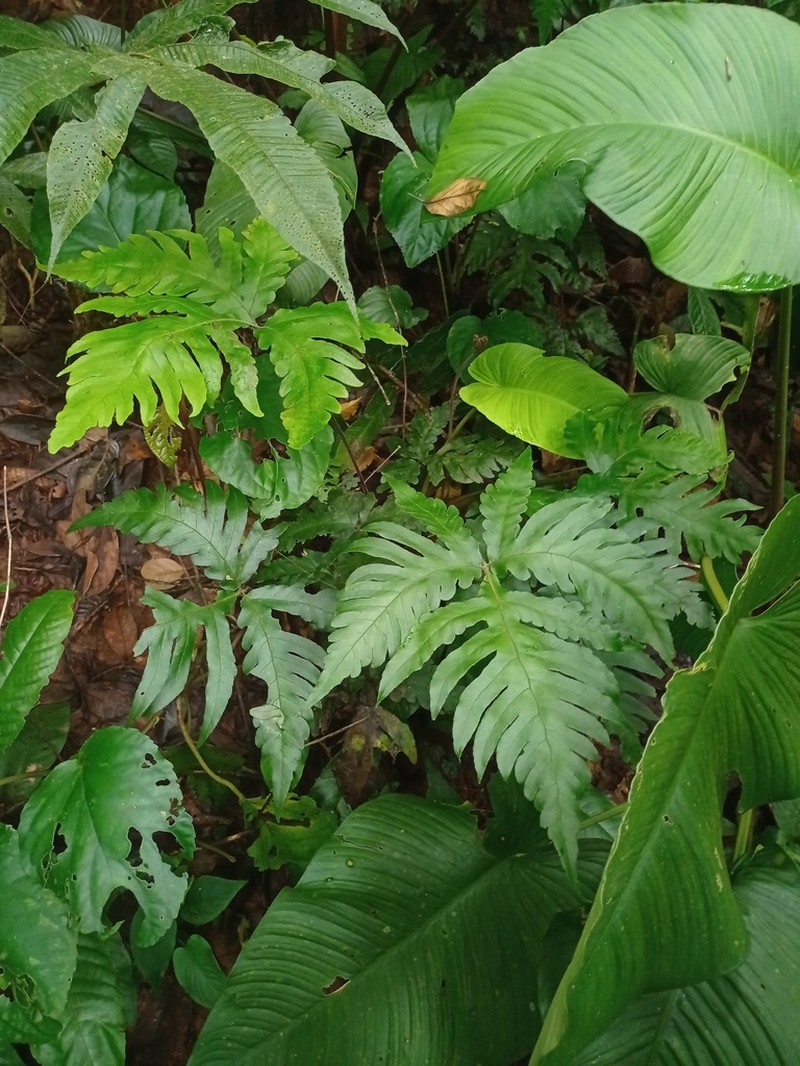 Tectaria aurita photo 3