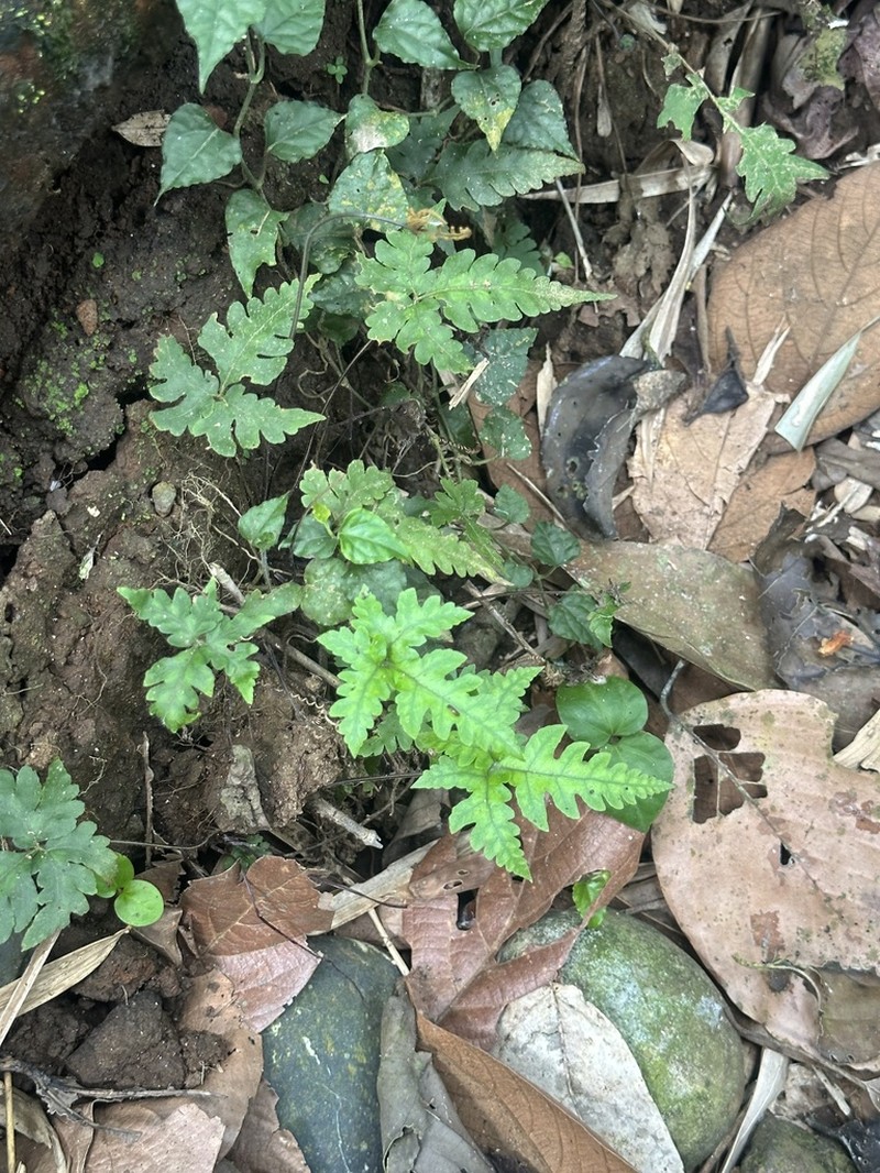 Tectaria aurita photo 4