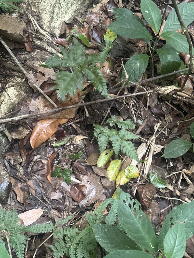 Tectaria aurita photo 5