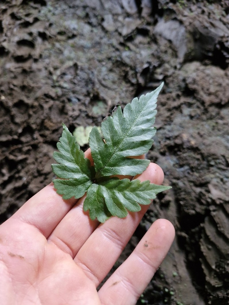 Tectaria aurita photo 8
