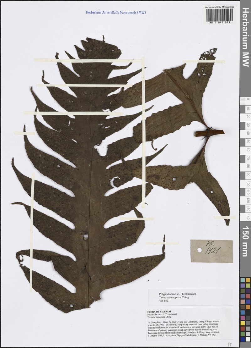 Tectaria balansae