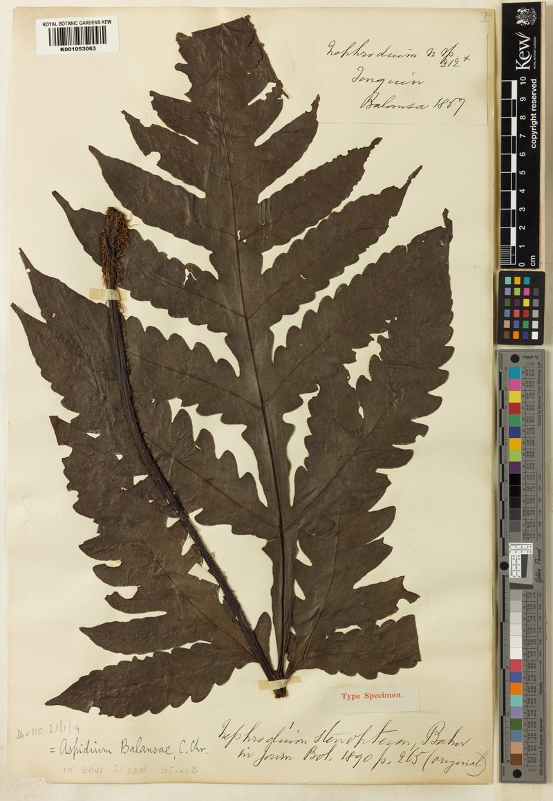 Tectaria balansae photo 2