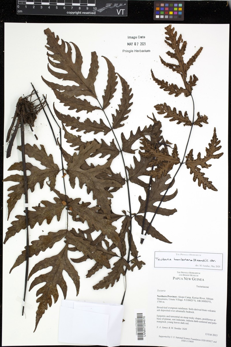 Tectaria bamleriana photo 2
