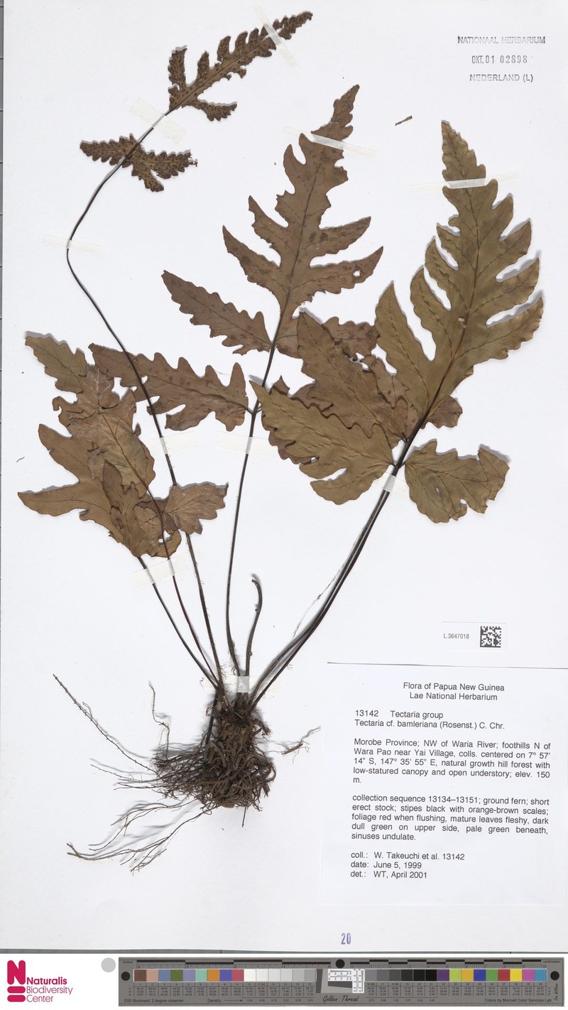 Tectaria bamleriana photo 3