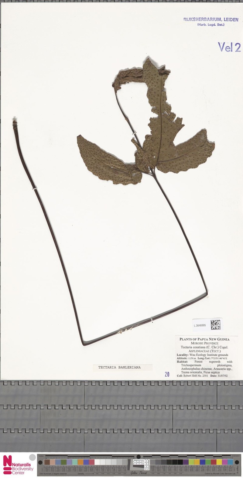 Tectaria bamleriana photo 4
