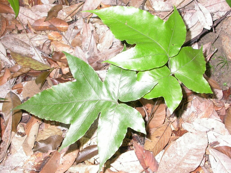 Tectaria barberi