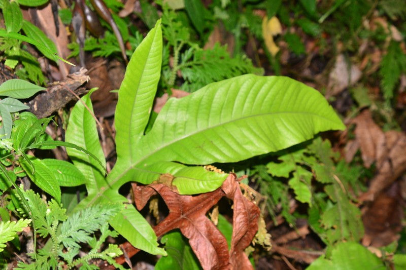 Tectaria beccariana