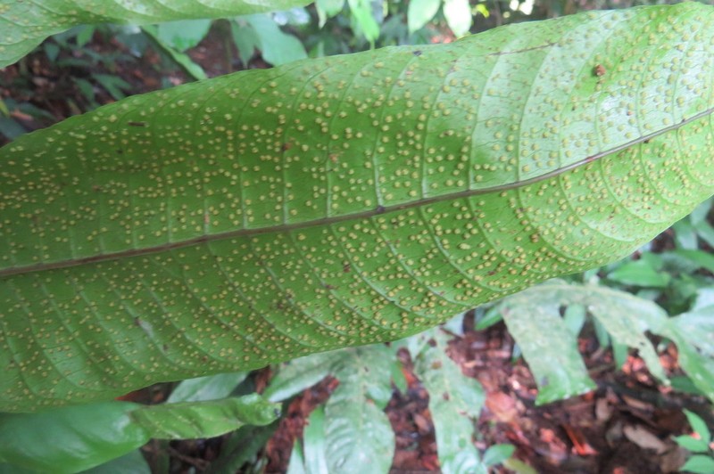 Tectaria beccariana photo 2