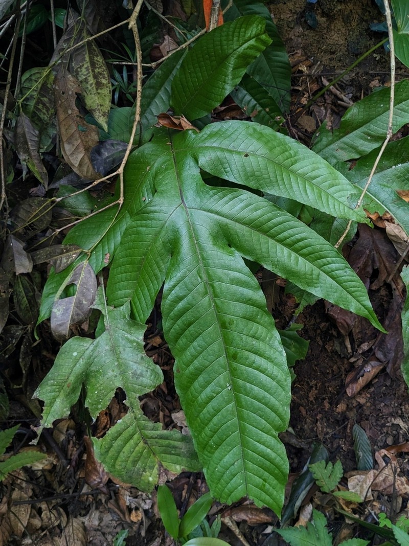 Tectaria beccariana photo 3