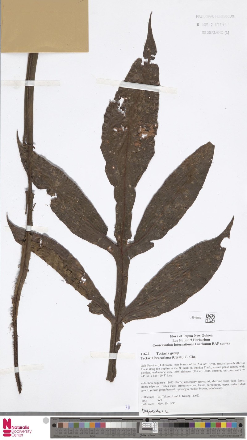 Tectaria beccariana photo 6