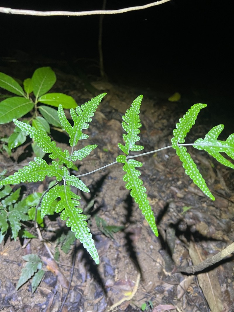 Tectaria brachiata