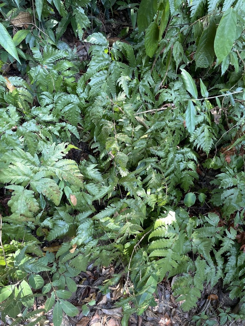 Tectaria brachiata photo 2