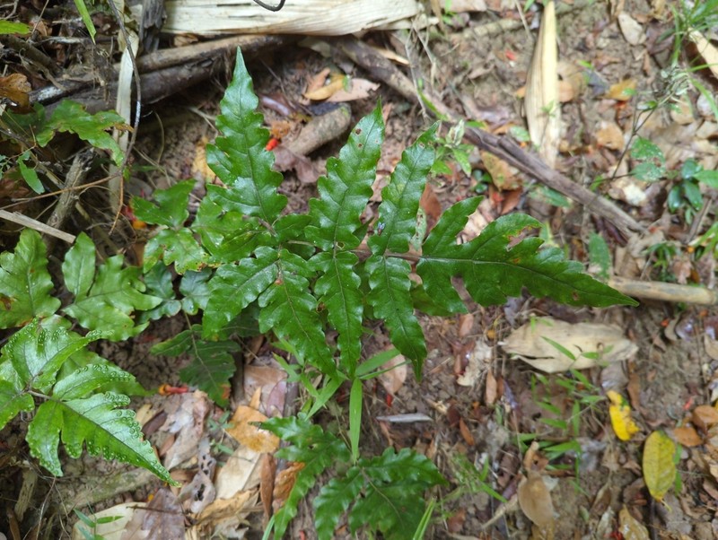 Tectaria brachiata photo 3