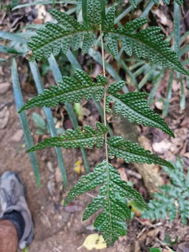 Tectaria brachiata photo 4